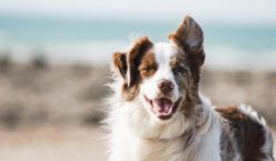 trustedpals pet insurance